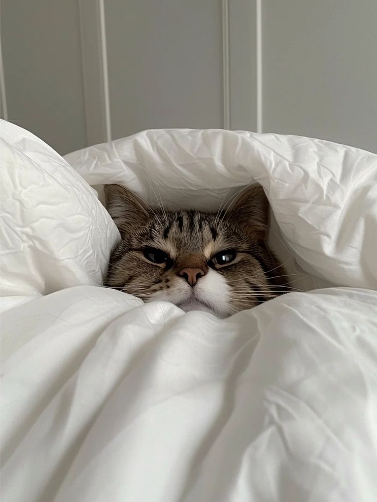 Luna - fêmea carinhosa